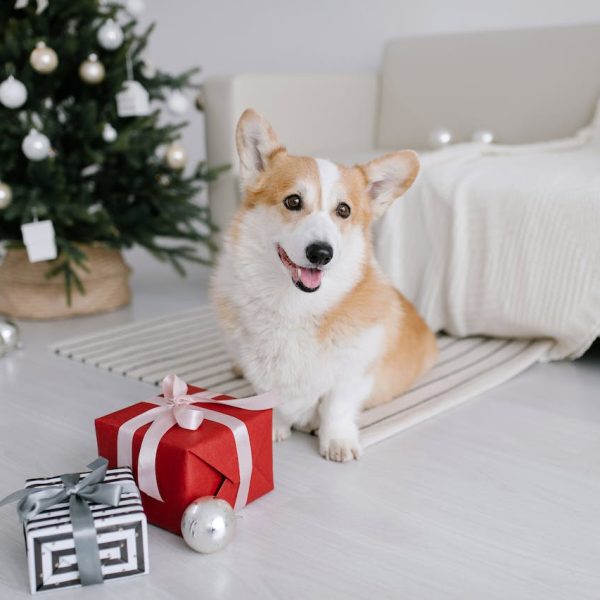 Heartfelt Holidays: The Unspoken Magic of Celebrating with Our Furry Companions